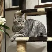 フーちゃん