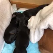 寿の画像