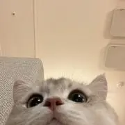 にゃんの画像
