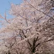 さあ♡断捨離中の画像