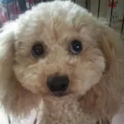 ami...