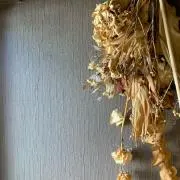 アポロの画像