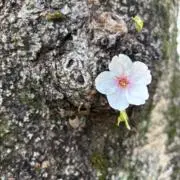 ノアの画像