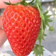 FUWARIの画像