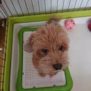 いっちゃんの画像