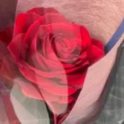 ロジエの画像