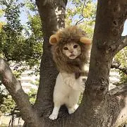 ライオン