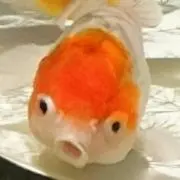 フォカロルの画像