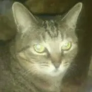 やっちゃん