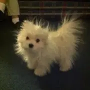 をんの画像