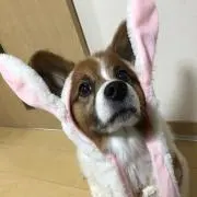 Bbの画像