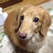 ペロU^ェ^U