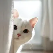 さくらもみじの画像