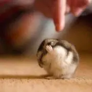 RAI