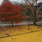 くもの画像