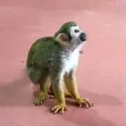 ジャイコの画像