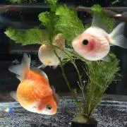 ゴンディ