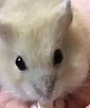 Jan ham（プロフ必読 断捨離中）の画像