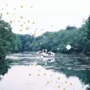 めめの画像
