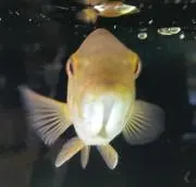 さかな