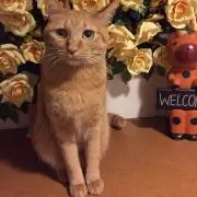 ペコの画像
