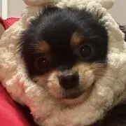 けんたま