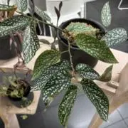 【お値下げ】　良形　パキポディウム　グラキリス　実生株　鉢ごと発送 お値下げ】 良形 パキポディウム グラキリス 実生株 鉢ごと発送 - メルカリ