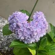 *Ｋ*の画像