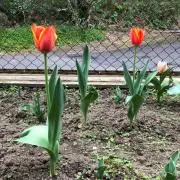 ゆうこまん