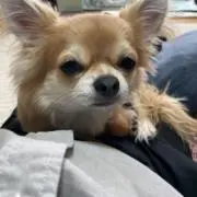 ヤスミー