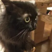 ココの画像