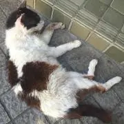 玉ちゃん