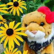 ☆ねこねこ☆の画像