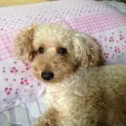 べー