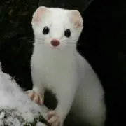 キラリ ♡☆ プロフ必読の画像