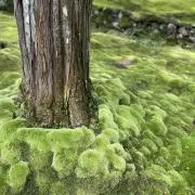 sphinの画像