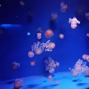 ぽちの画像