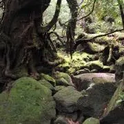 さっちんの画像