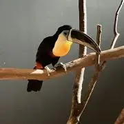 ぴょんちゃん