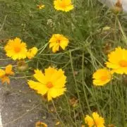 ちびにゃん。の画像