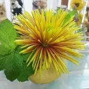 花火