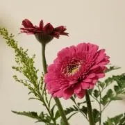 ぽめの画像