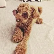 LAの画像
