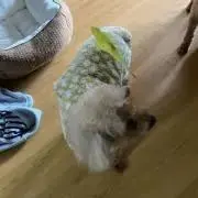 めぐもん★複数購入★お値段相談受付中の画像
