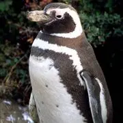 ガラパゴスペンギン
