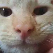 としの画像