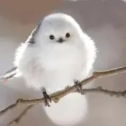 しろふく餅の画像