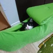みーきねこ