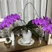 まーぶるの画像