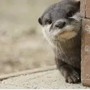 なむ